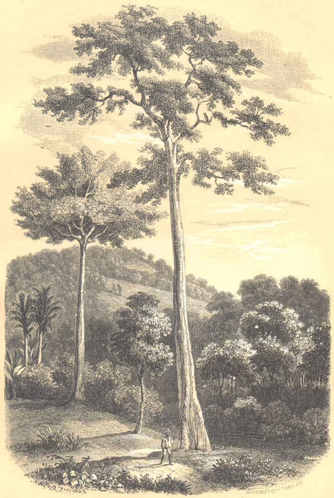 BOTANICALS.Upas Antiar.Antiaris Toxicaria;Arbre Vache.Galactodendron utile. 1852